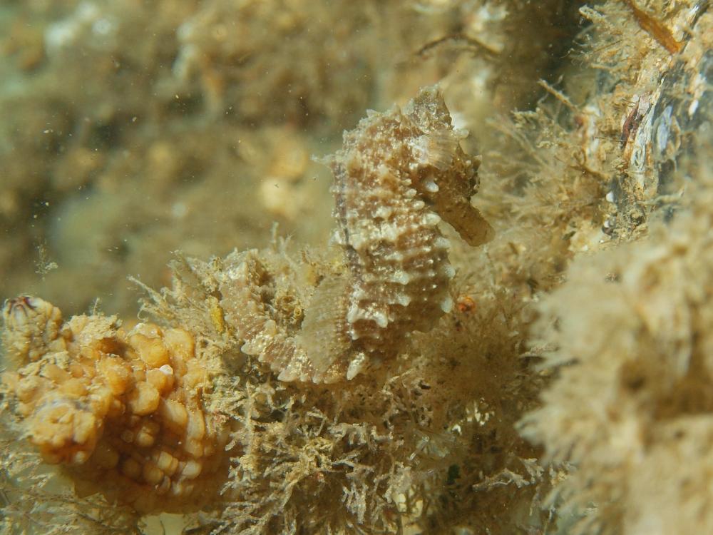 Zeepaardje