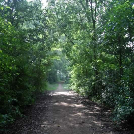 Wemeldingse bos